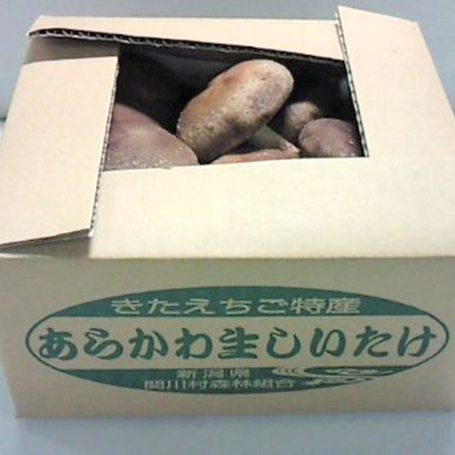 あらかわ生しいたけ特選特大肉厚500g／箱