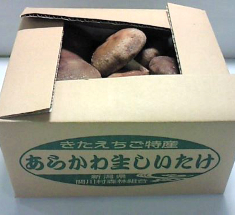 あらかわ生しいたけ特選特大肉厚500g／箱