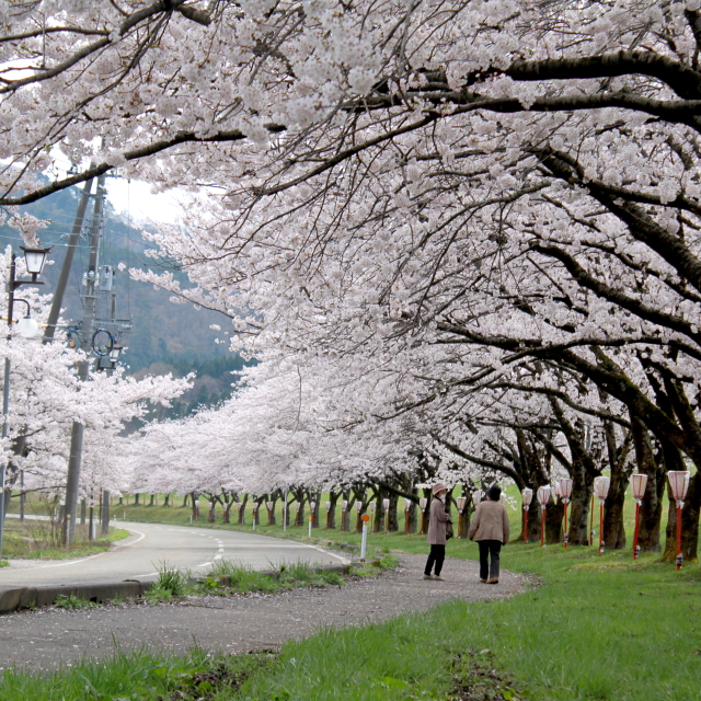 関川村の春