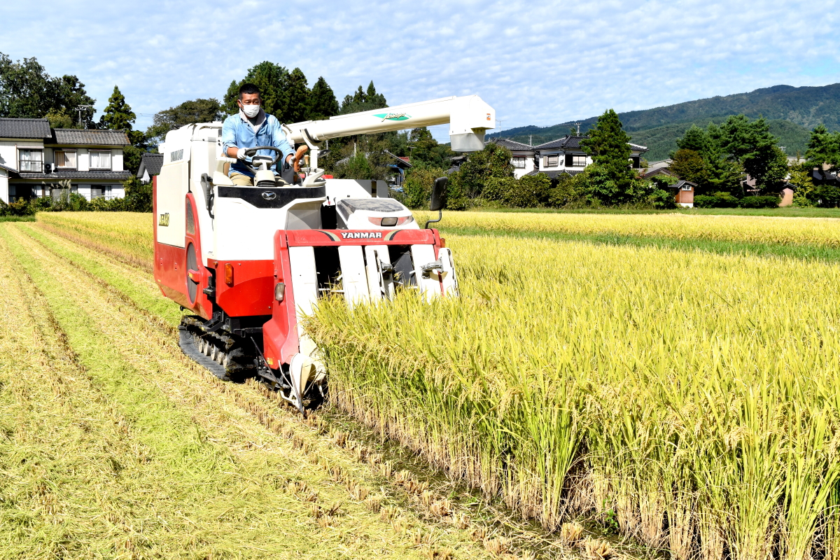 令和3年産 岩船産コシヒカリ 稲刈り 2021.10.14