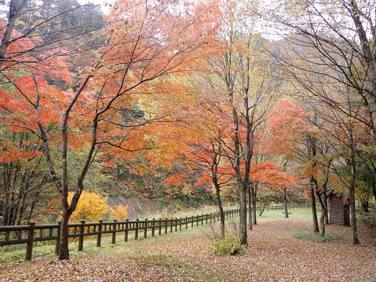 東俣彫刻公園の紅葉（大石ダム周辺） 2021.11.2