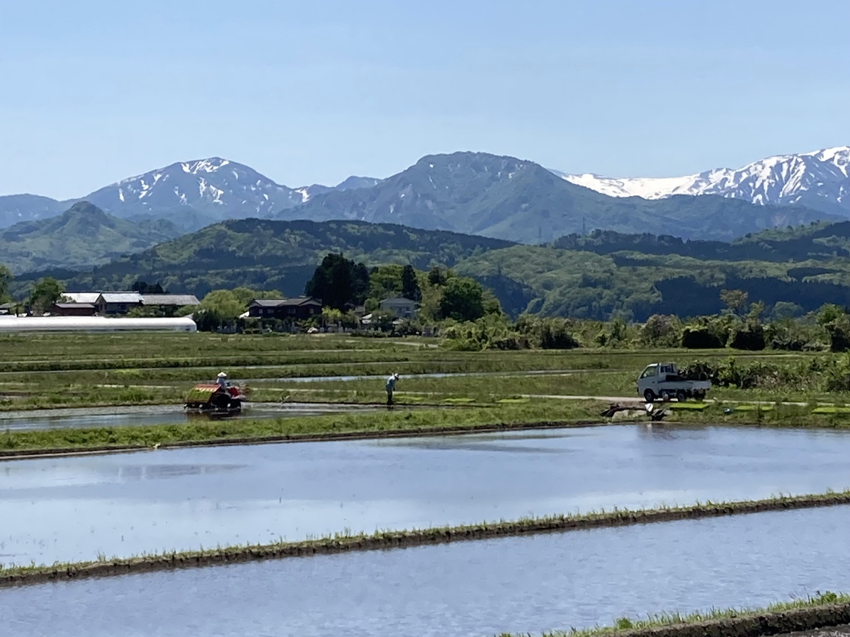関川村では、代かき作業や田植え作業が最盛期です。 2022.5.10