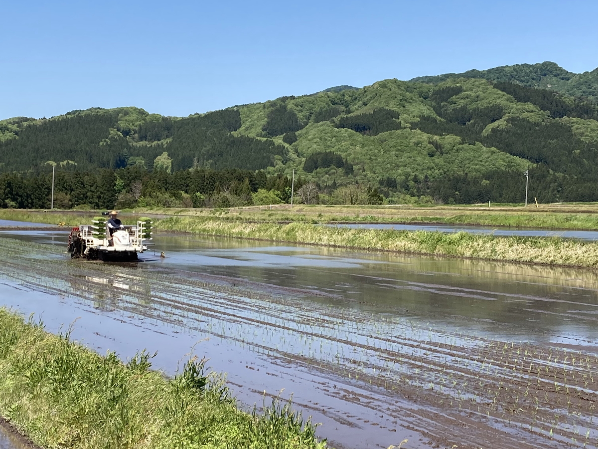 関川村では、代かき作業や田植え作業が最盛期です。 2022.5.10