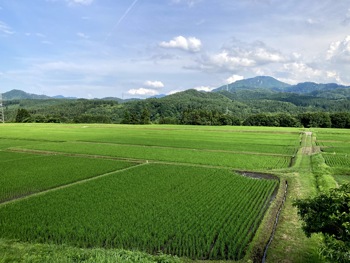 田んぼの稲が順調に成長しています。 2022.7.6