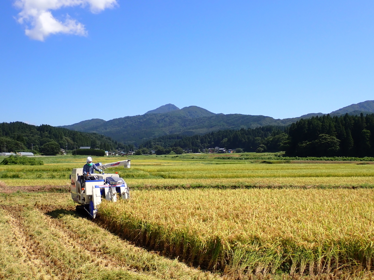 岩船産つきあかり（早生品種）の稲刈りが行われました。 2022.9.10