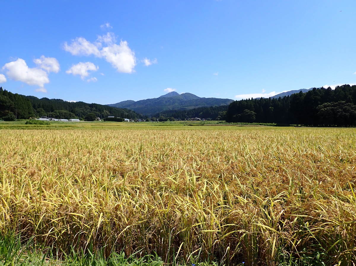 岩船産つきあかり（早生品種）の稲刈りが行われました。 2022.9.10