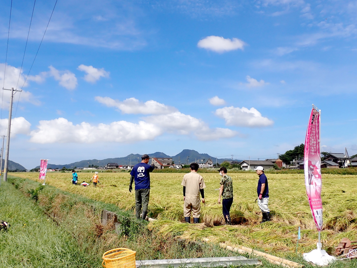 伊藤農園様で「収穫祭2022 稲刈り体験」が開催されました。2022.9.10
