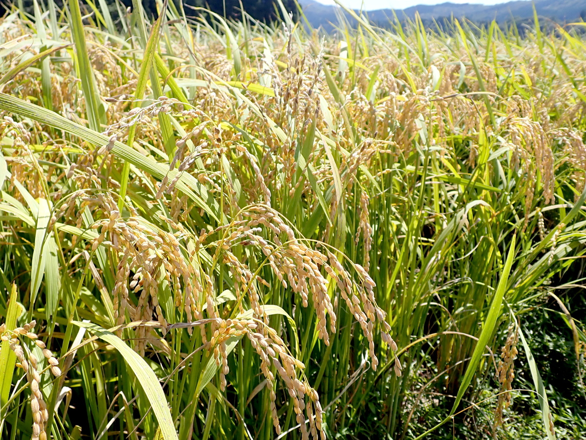 岩船産つきあかり(早生品種)の稲刈りが行われました。 2022.9.10