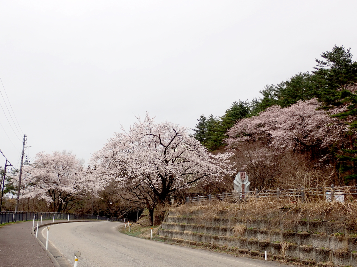 桜、カタクリ、咲きました 2023.4.6