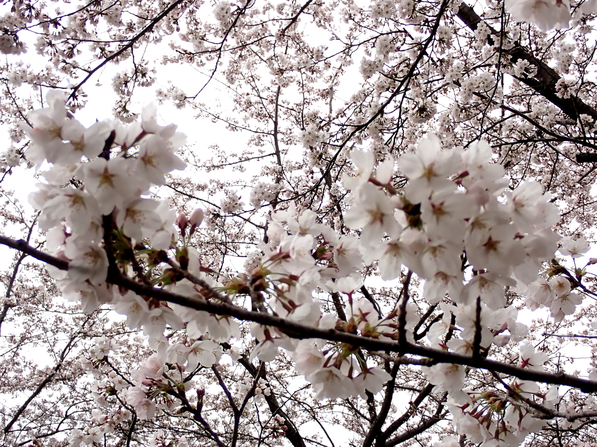 桜、カタクリ、咲きました 2023.4.6