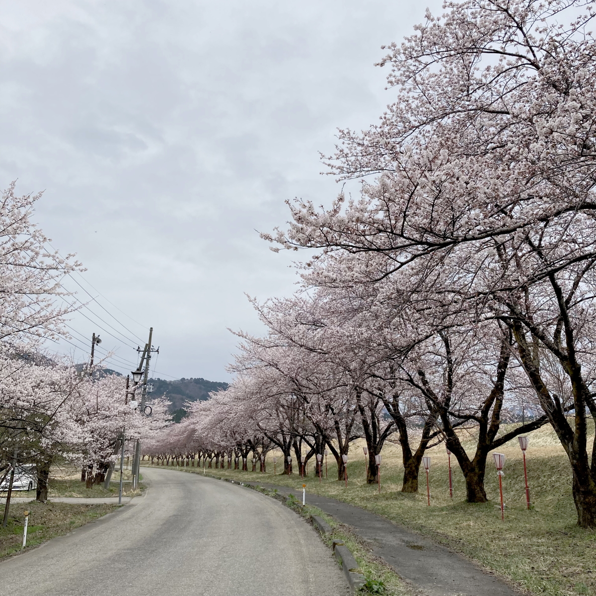 桜、カタクリ、咲きました 2023.4.6