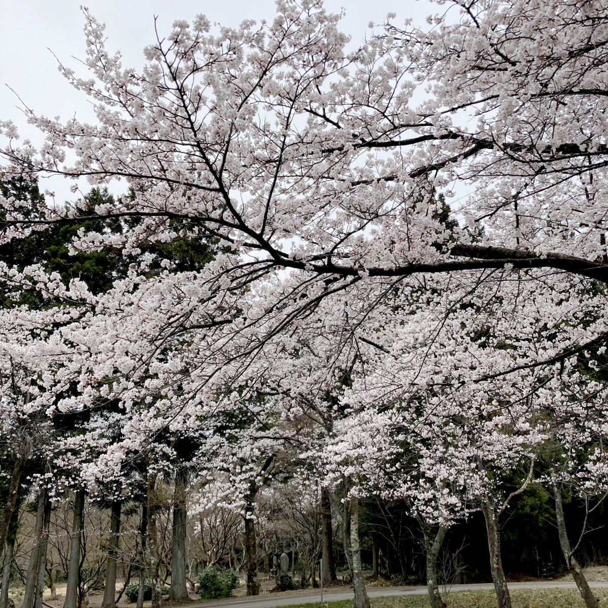 桜、カタクリ、咲きました 2023.4.6