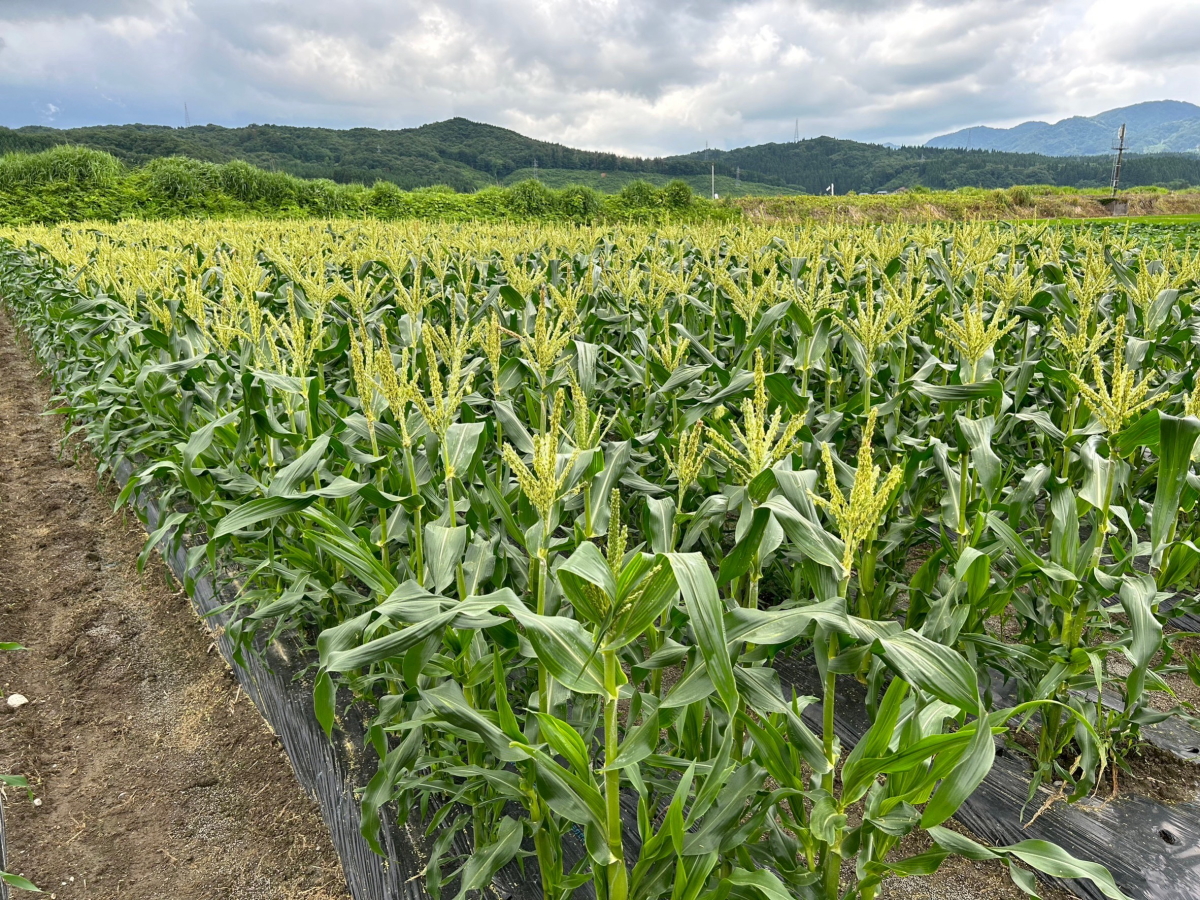 伊藤農園 スイートコーン 順調に育っています 2023.7.6