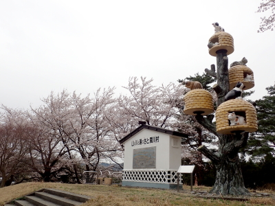 上桜、カタクリ、咲きました 2023.4.6